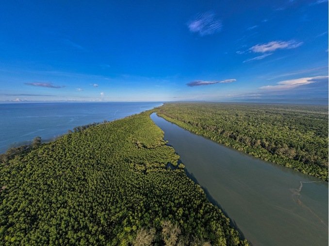 MIMIKA MANGROVE FORREST