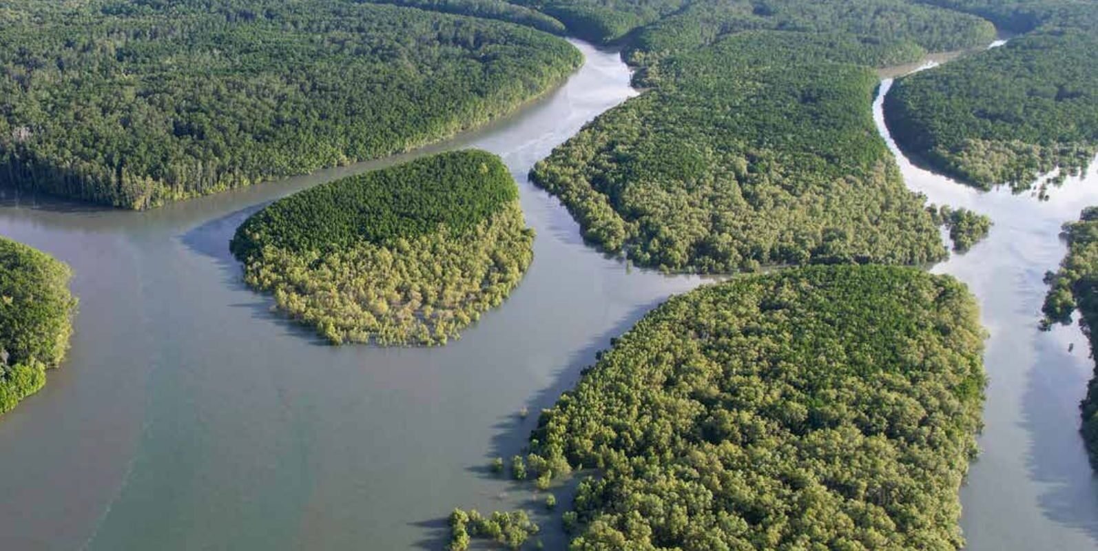 MIMIKA MANGROVE FOREST