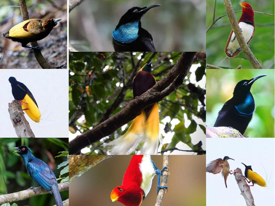 Malagufuk Rainforest Birding Expedition:                           The Best Places to See Birds of Paradise