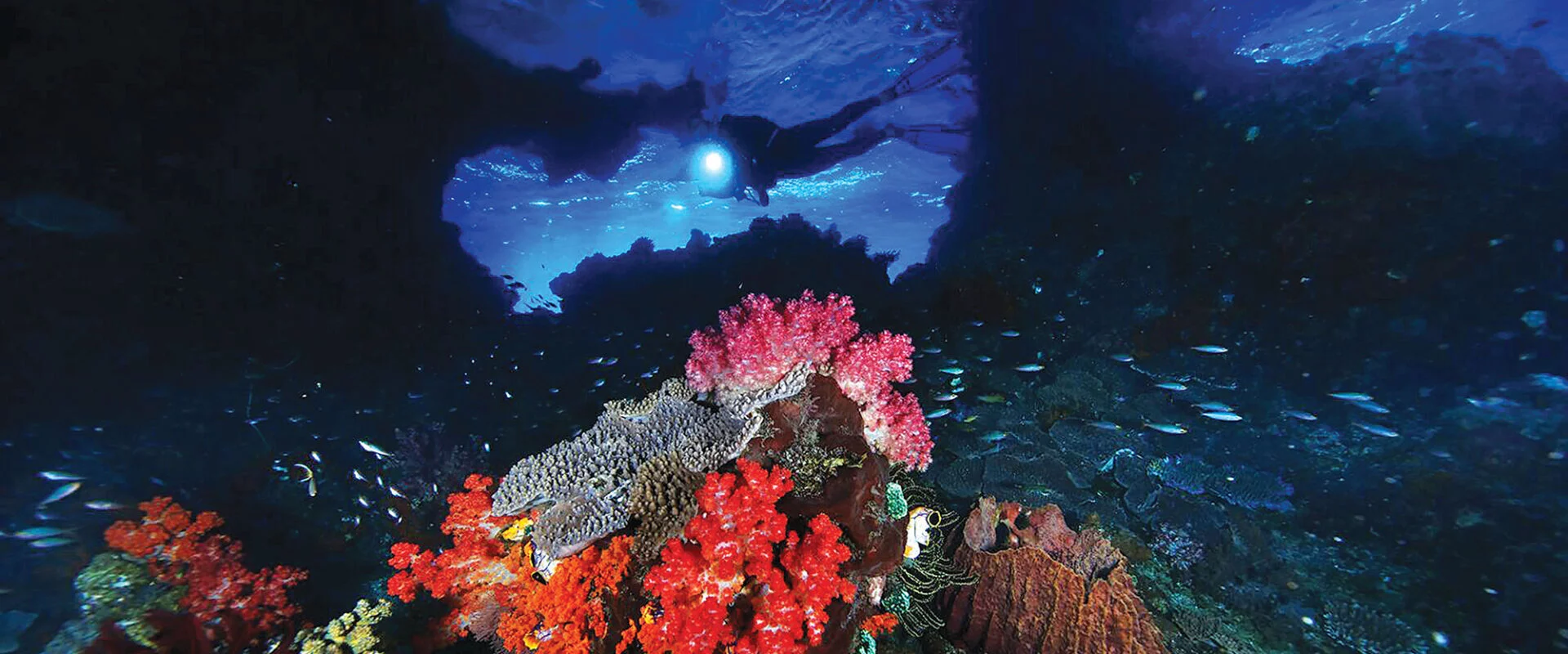 The Underwater World of Misool