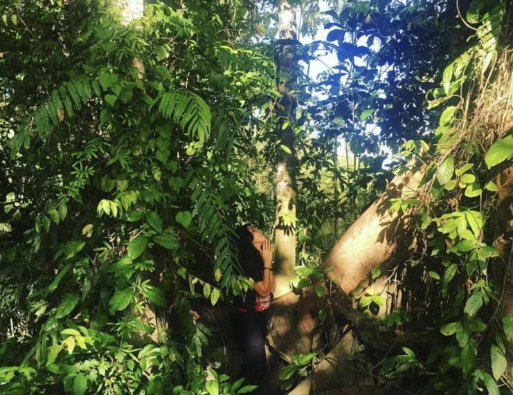 Pepohonan dalam hutan Boven Digoel besar-besar