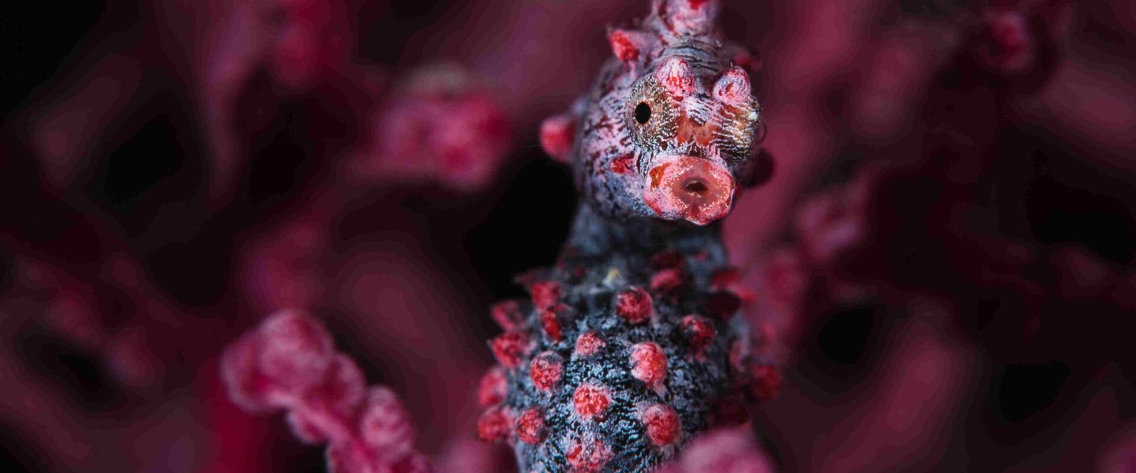 TRITON, TELUK MISTERIUS DALAM KUASA SANG DEWA