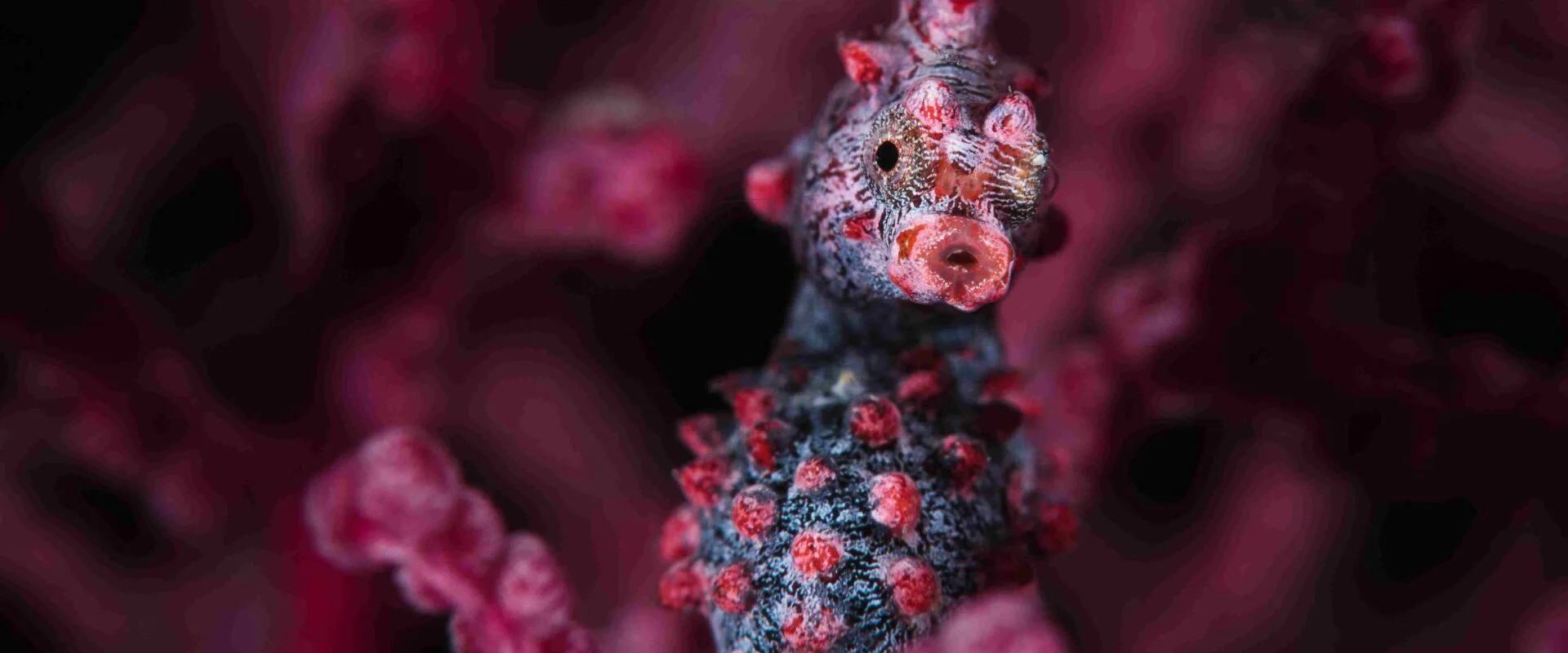 TRITON, TELUK MISTERIUS DALAM KUASA SANG DEWA